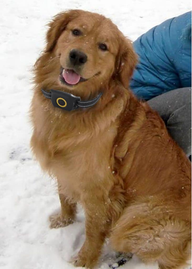 what is the best gps tracker for my dog?