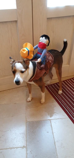 Cowboy Rider Dog Costume for Dogs