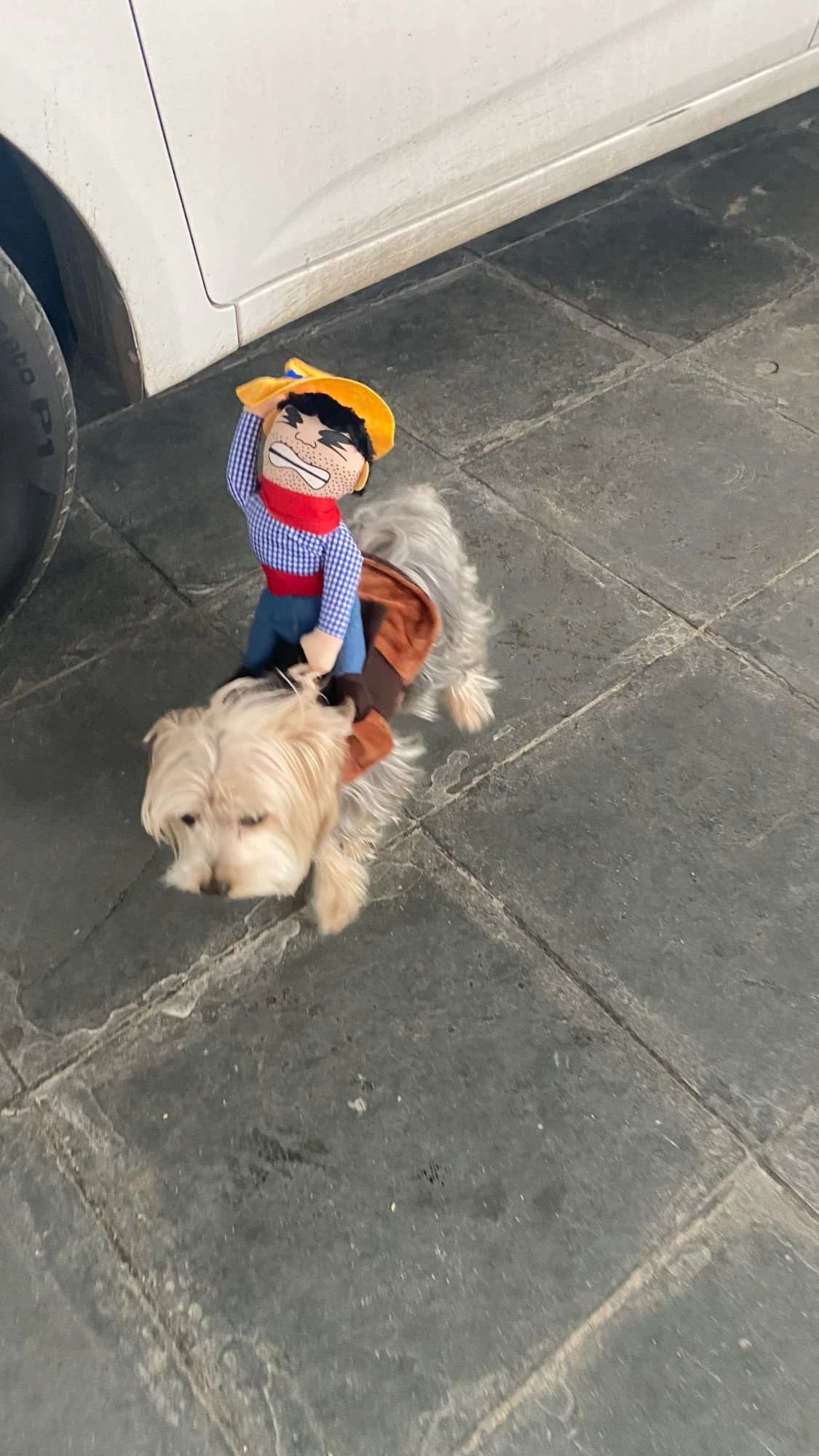 Cowboy Rider Dog Costume for Dogs