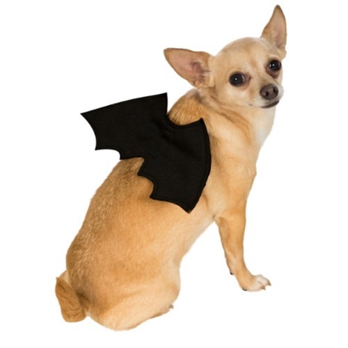 bat wing costume