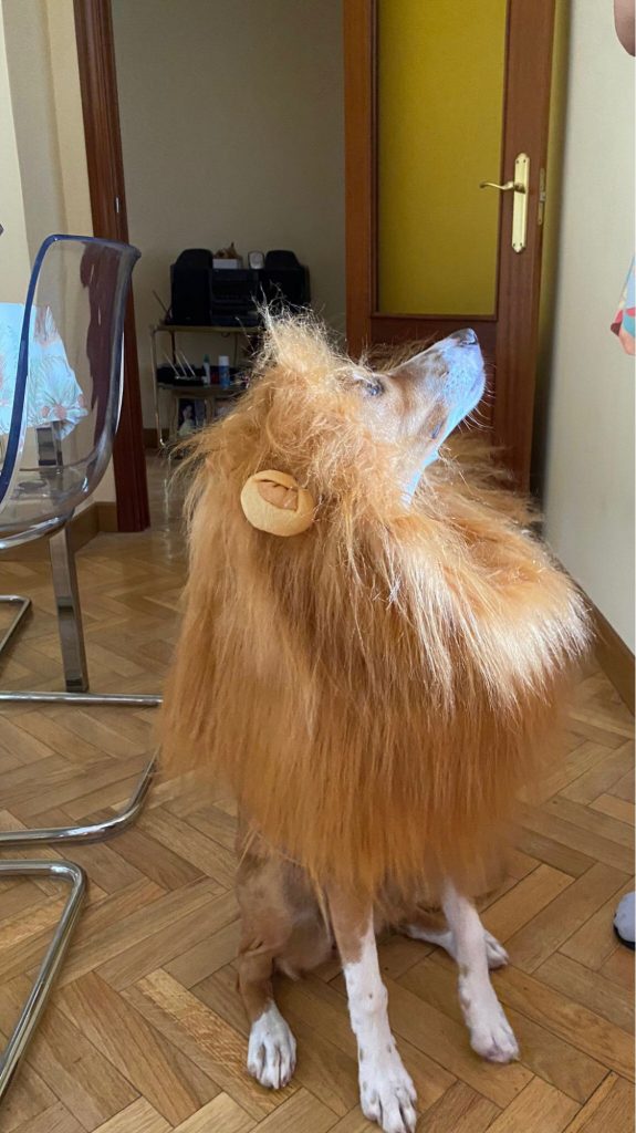 lion dog costumes