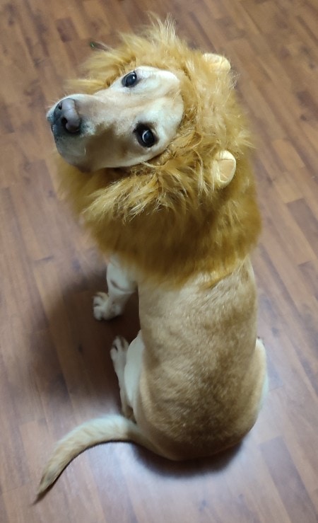 lion dog costumes1