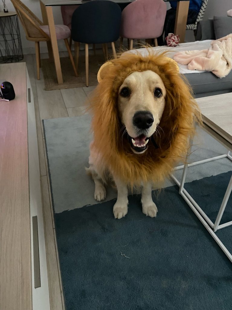 lion dog costumes4