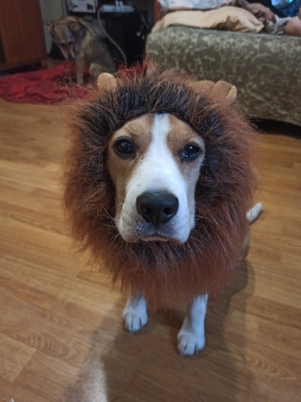 lion dog costumes5