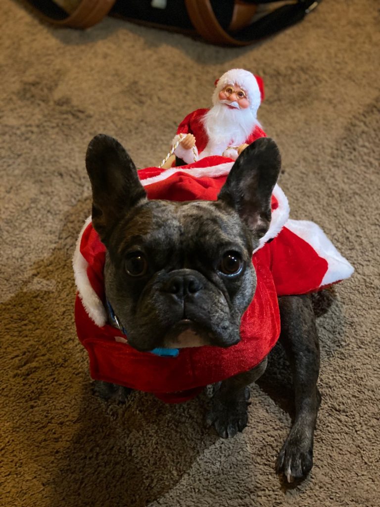 christmas dog costume
