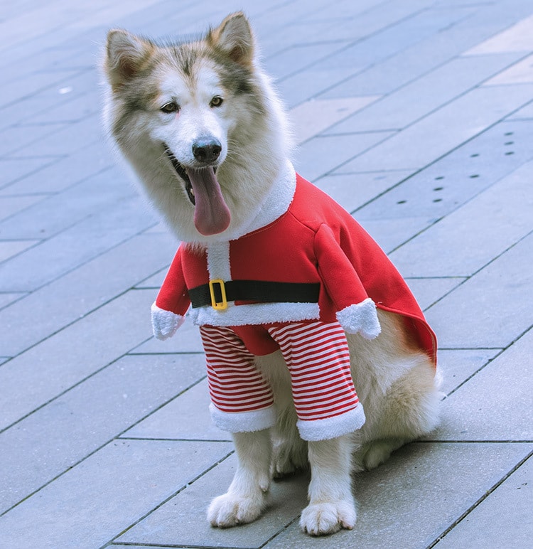 christmas dog costume