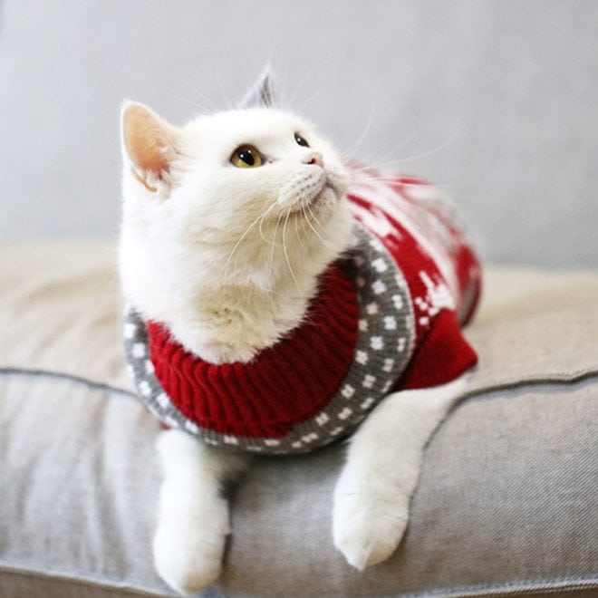 dog christmas sweater