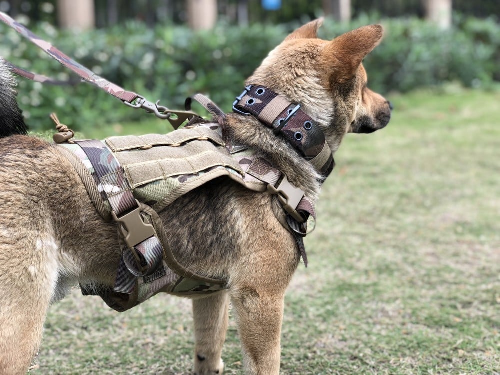 dog tactical harness
