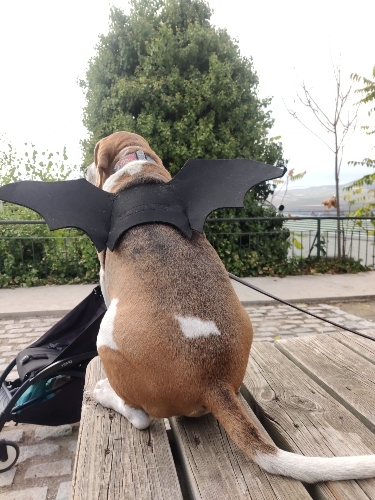 Pet Costume Bat Wings Cosplay Dog