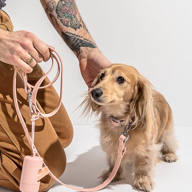dog collar and leash set