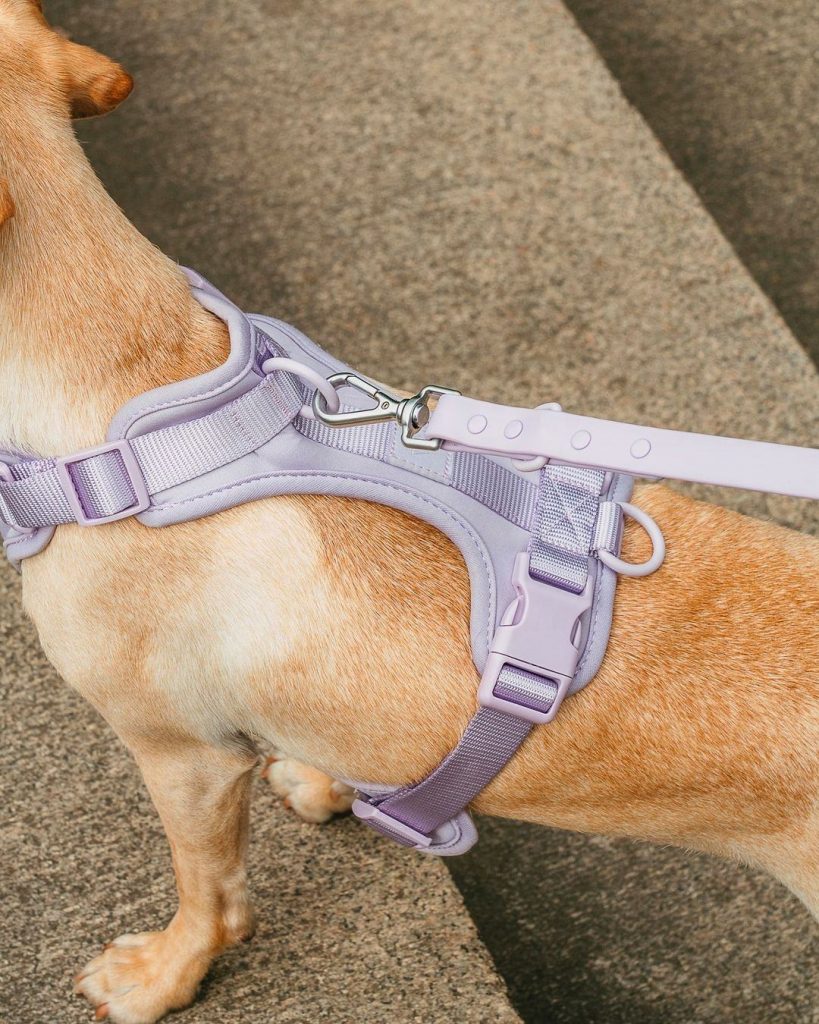 collar leash harness set7