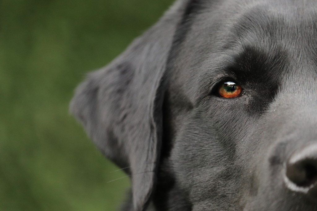 dog, labrador, pet-4765784.jpg