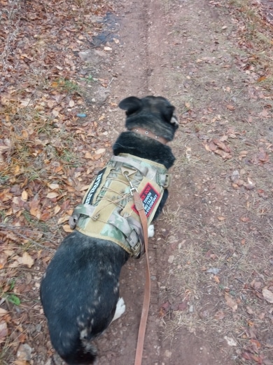 dog tactical harness2