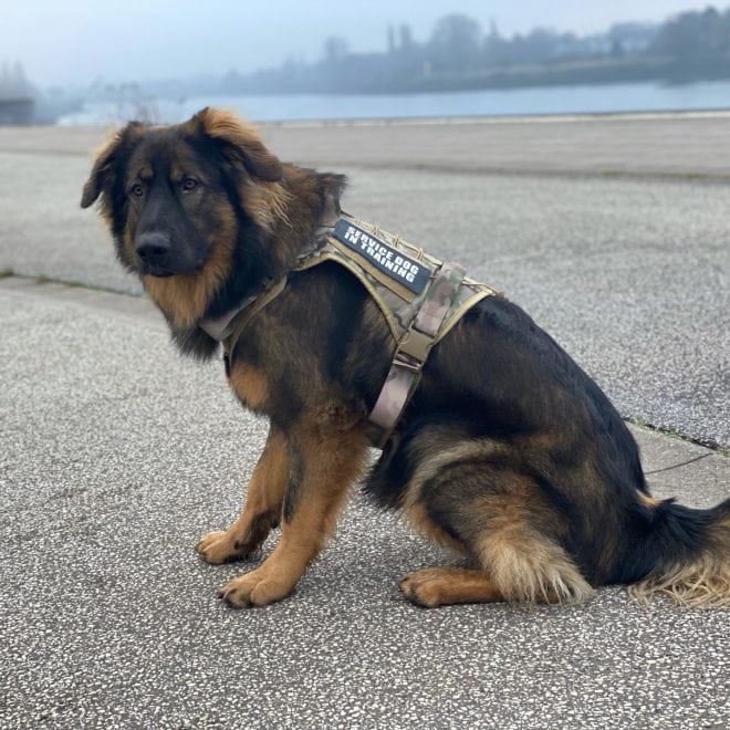 dog tactical harness7