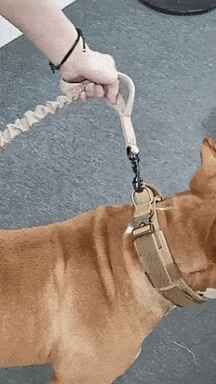military dog harness