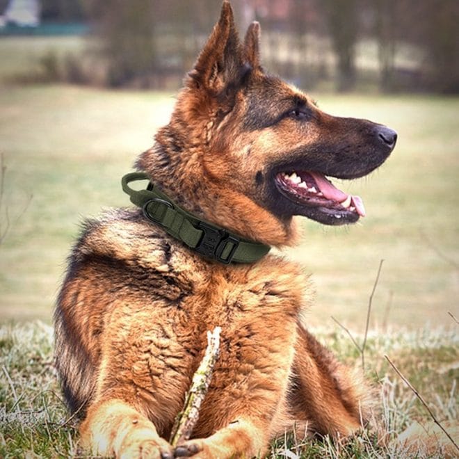 military dog harness