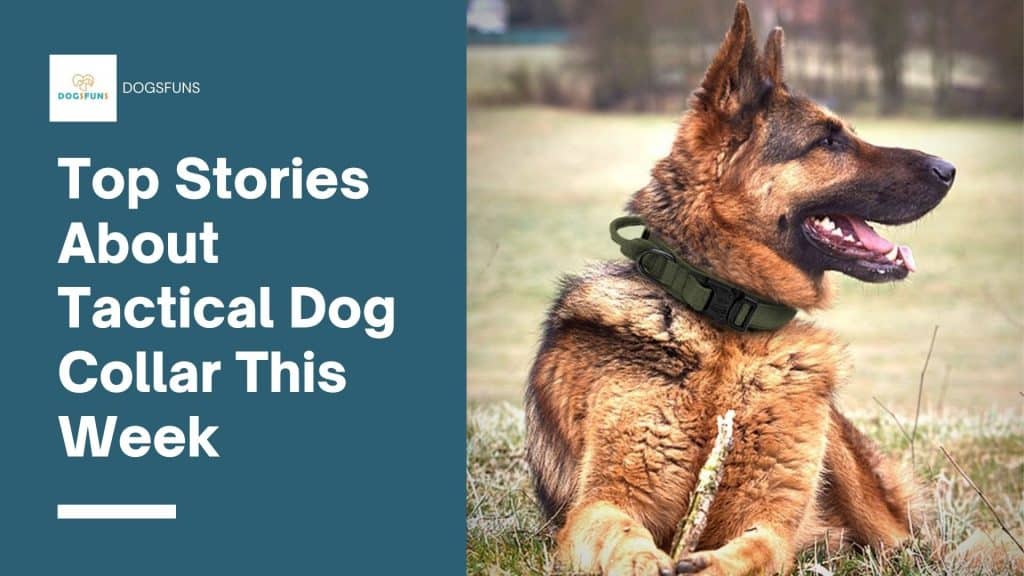 Top Stories About Tactical Dog Collar This Week