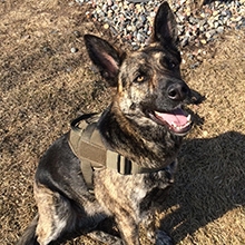 military dog harness