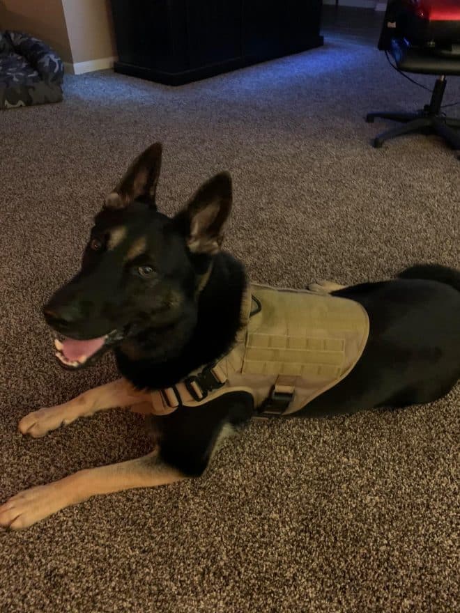 Dog Harness, Collar & Leash – k9 Dogsfuns Tactical Working Dog Set