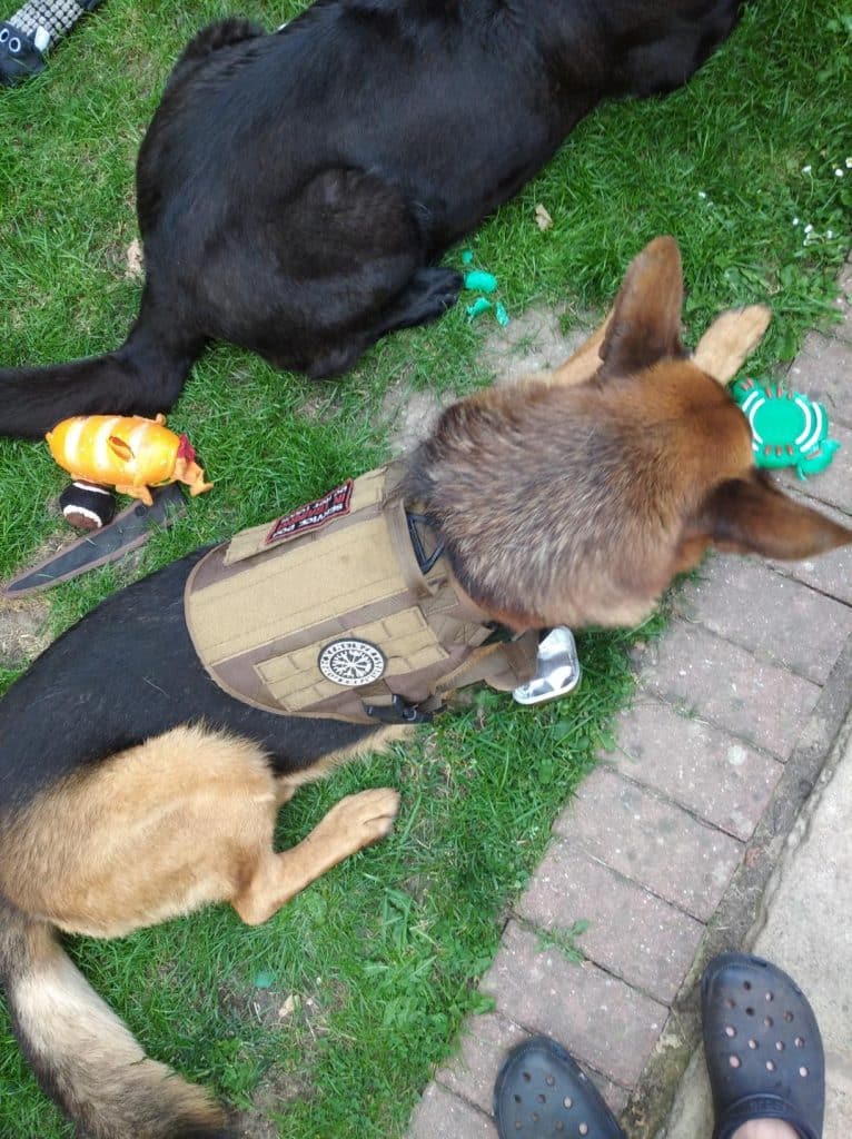 Dog Harness, Collar & Leash – k9 Dogsfuns Tactical Working Dog Set