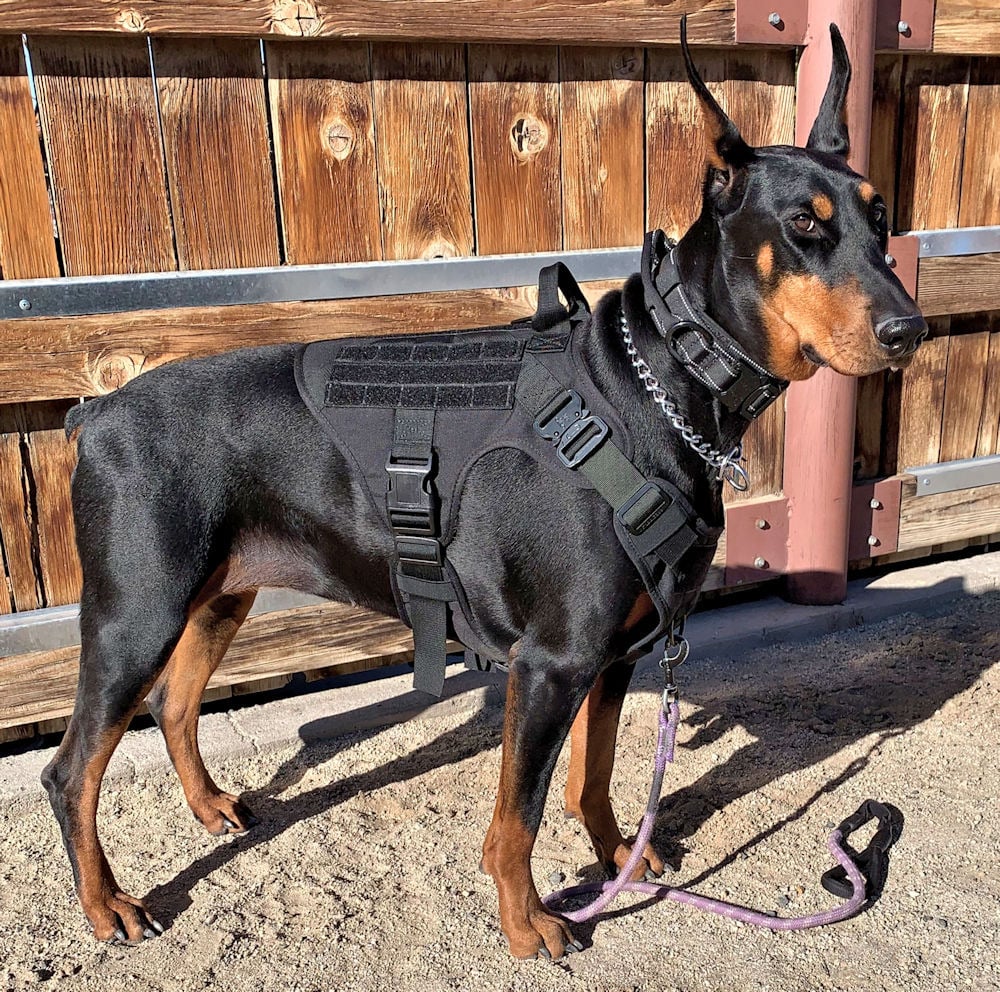 Dog Harness, Collar & Leash – k9 Tactical Working Dog Set01 (1)