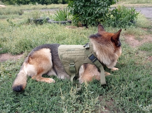 tactical dog harness 06