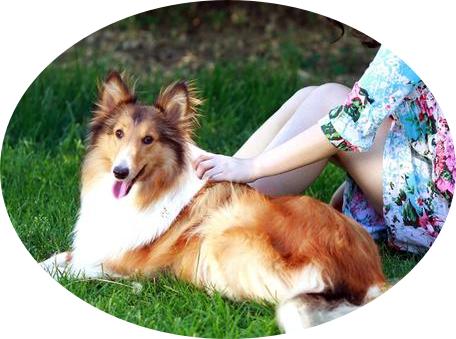 Top 10 Large Dogs for Your Family to Keep