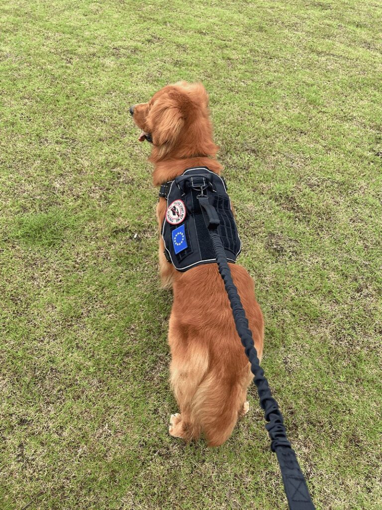 k9 explorer reflective adjustable padded dog harness