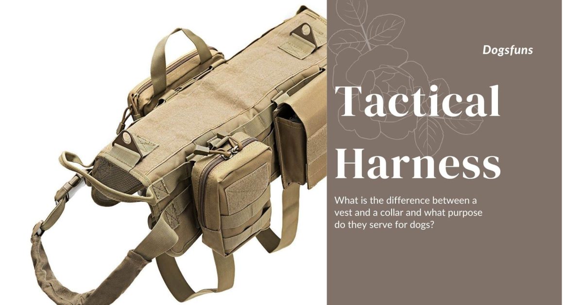 What is the difference between a vest and a collar and what purpose do they serve for dogs?