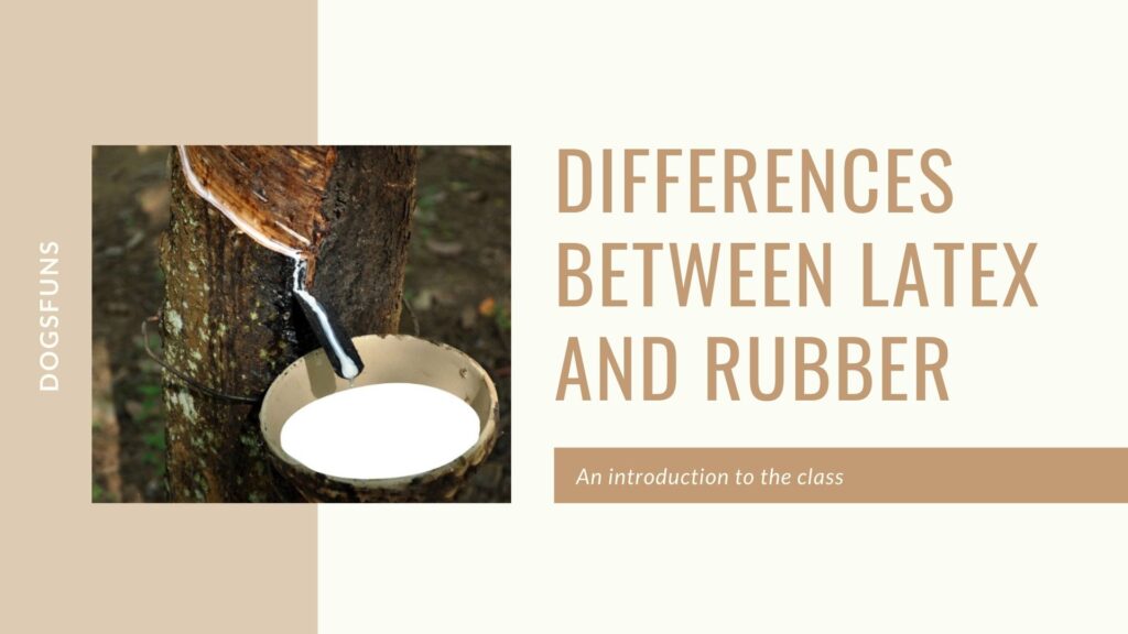 differences between latex and rubber