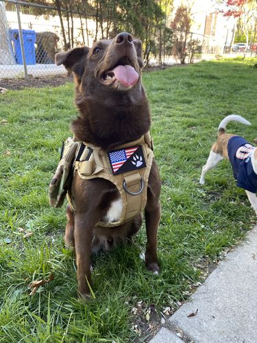 Dog Harness Collar Leash – k9 Tactical Working Dog Set 2