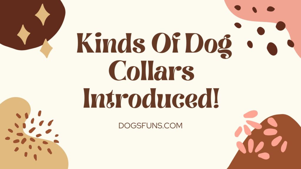 4 Kinds Of Dog Collars Introduced