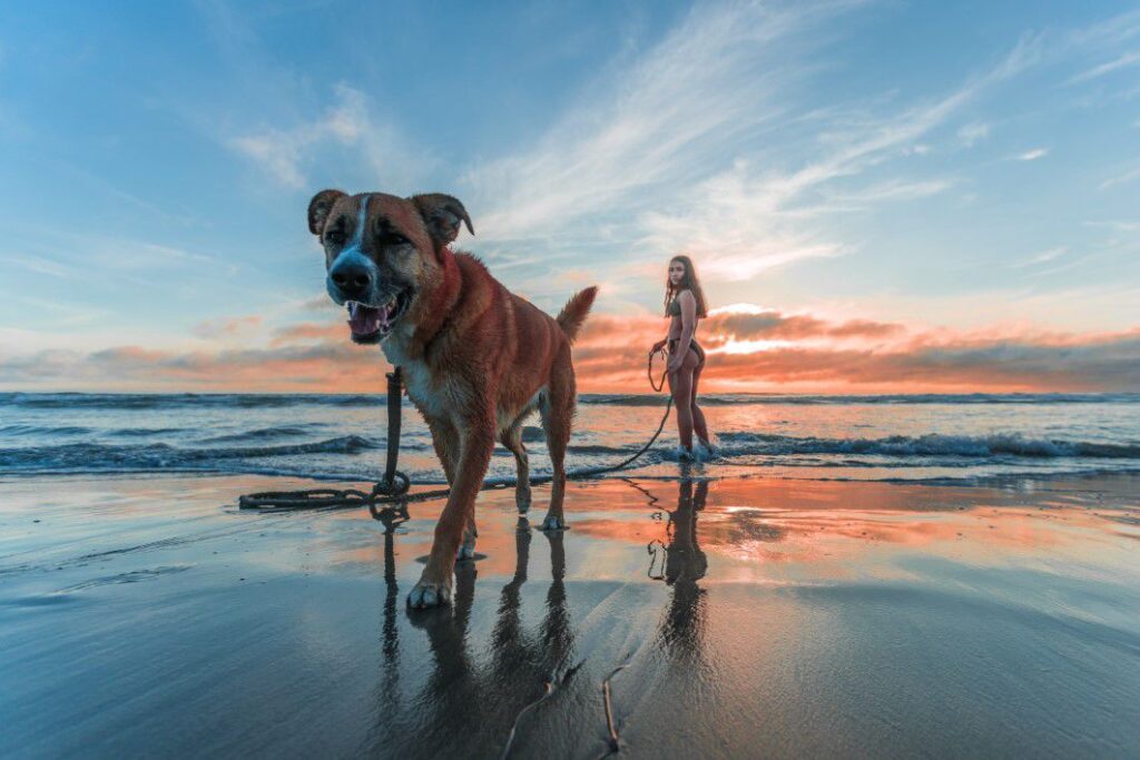 negative space woman walking dog beach sunrise jacub gomez thumb 1