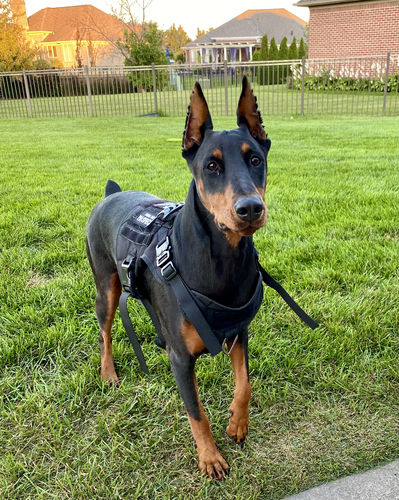 dogsfuns tactical harness set2 black