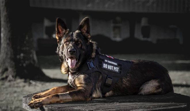 dogsfuns tactical harness set27 black