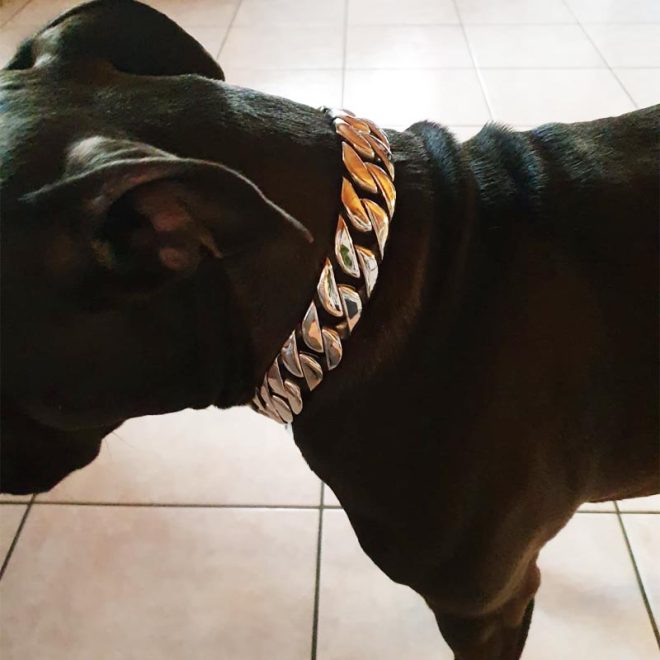 Do vets recommend shock collars?