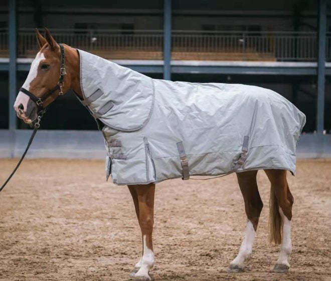 dogsfuns horse rug