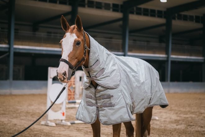 dogsfuns horse rug