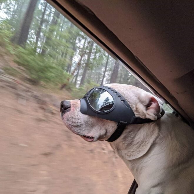 Dog Snowproof Goggles
