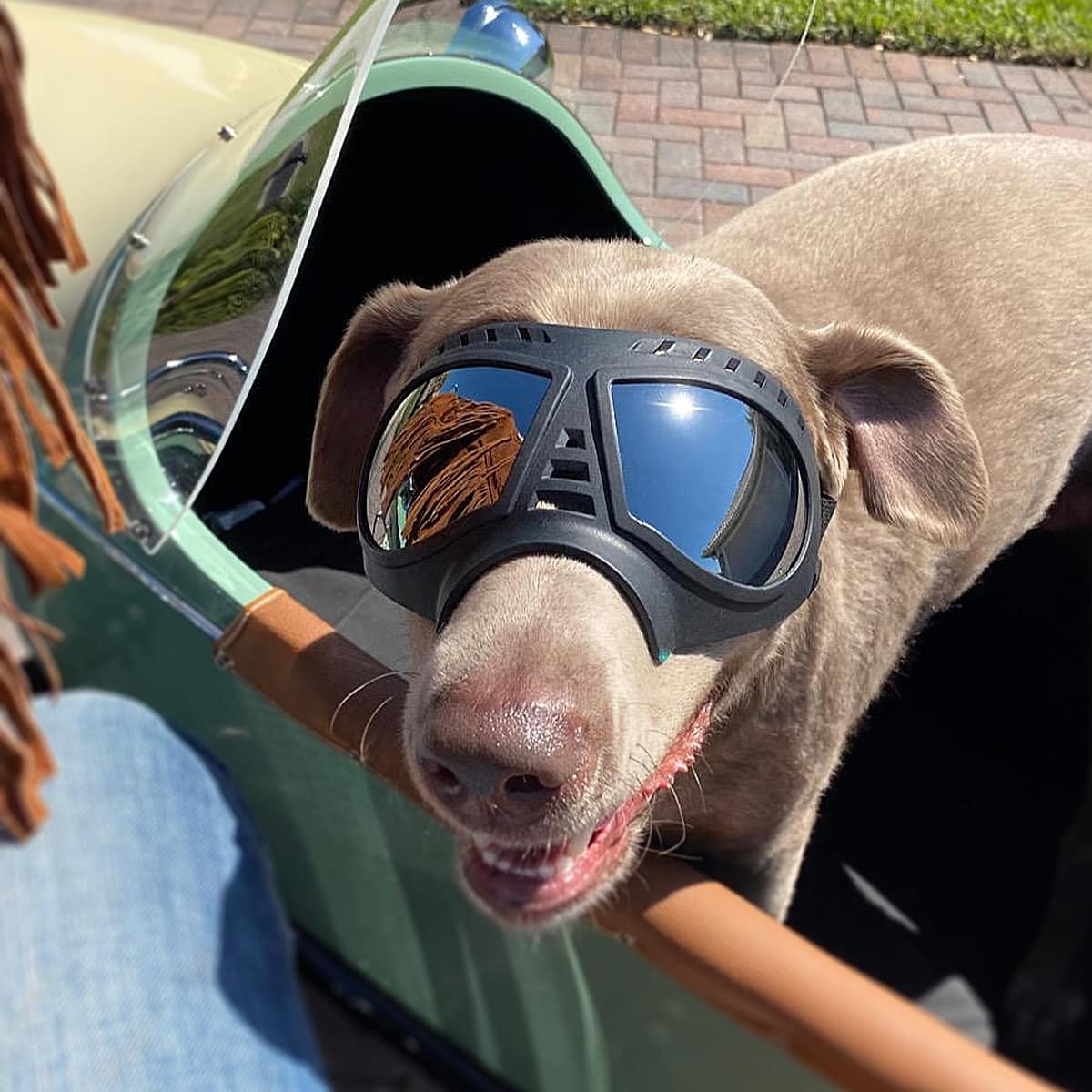Dogsfuns snowproof goggles