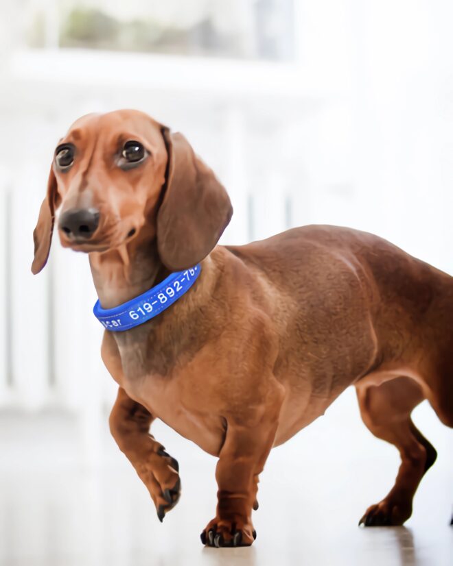 Embroidered Dog Collar 1